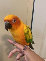 Lost Male Bird last seen Near Walmart and Arkansas ln, Grand Prairie, TX 75052