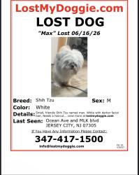 Lost Male Dog last seen Ocean and MLK, Jersey City, NJ 07305