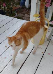 Found/Stray Male Cat last seen Camille Dr. and Anita, off of Lake Mary Road, Flagstaff, AZ 86001