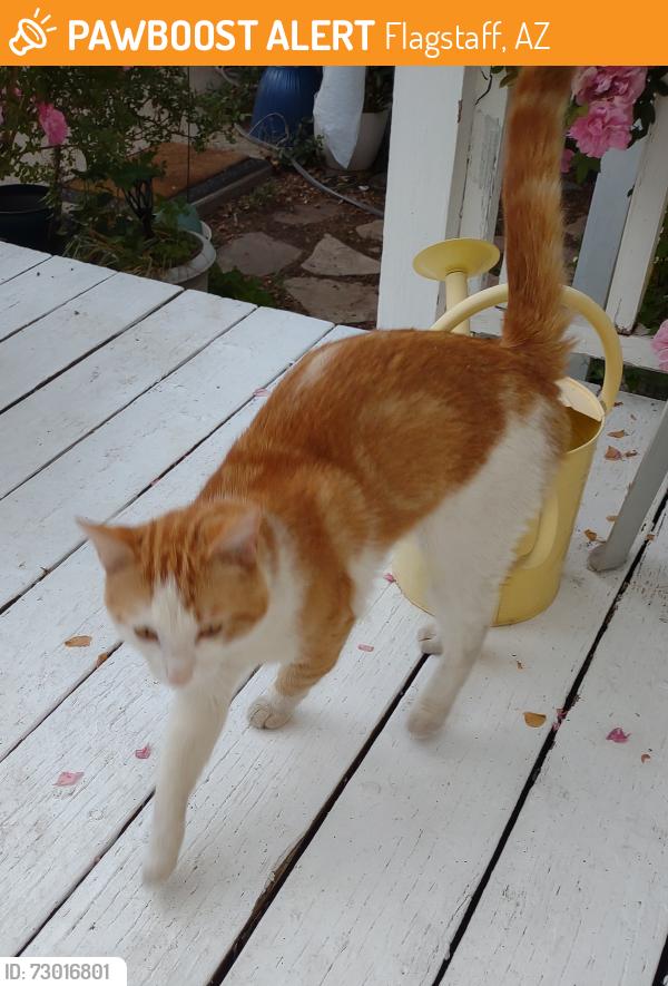 Found/Stray Male Cat last seen Camille Dr. and Anita, off of Lake Mary Road, Flagstaff, AZ 86001