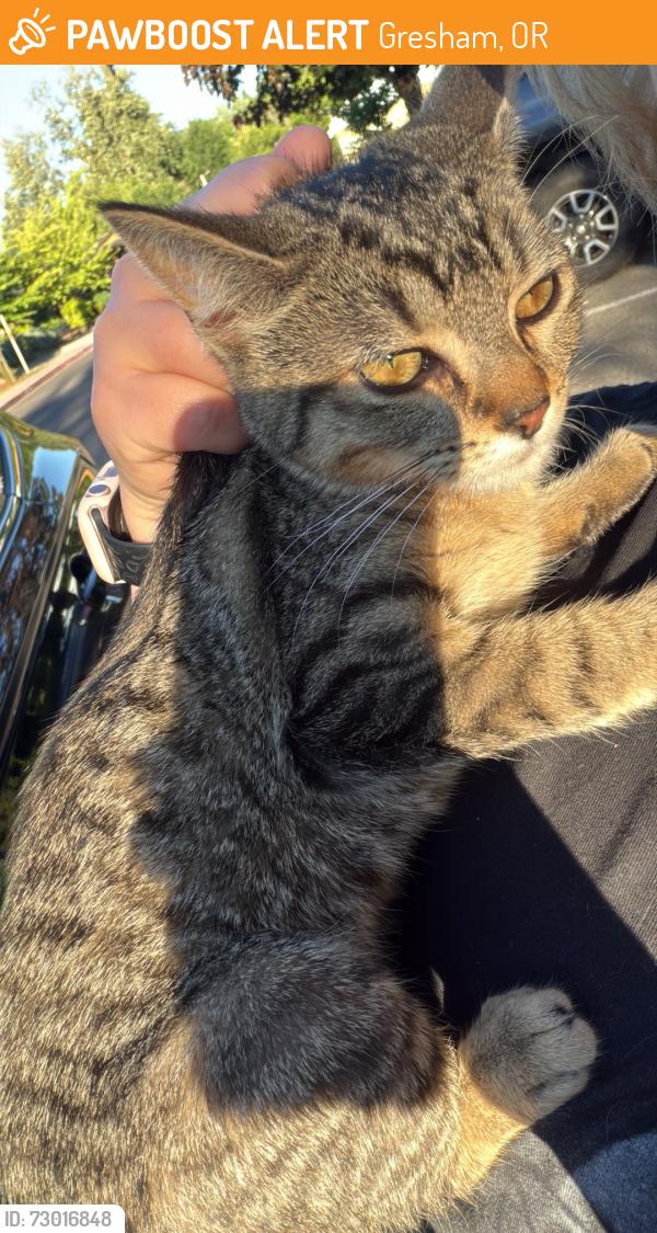 Found/Stray Female Cat last seen Main city park, Gresham, OR 97030