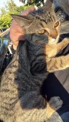 Found/Stray Female Cat last seen Main city park, Gresham, OR 97030
