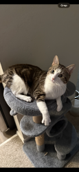 Lost Male Cat last seen sonic’s, Oklahoma City, OK 73112