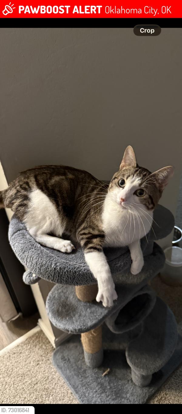 Lost Male Cat last seen sonic’s, Oklahoma City, OK 73112