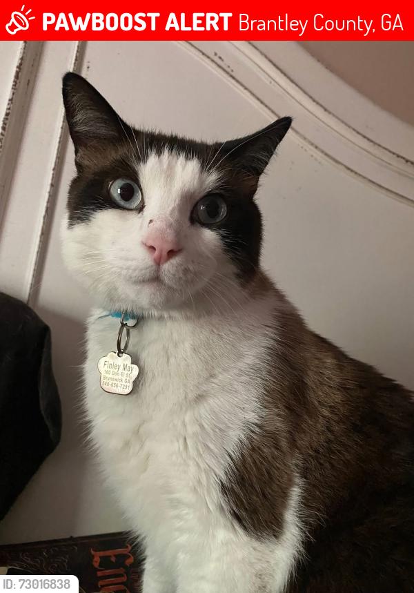 Lost Male Cat last seen Brown town road Hortense Ga, Brantley County, GA 31543