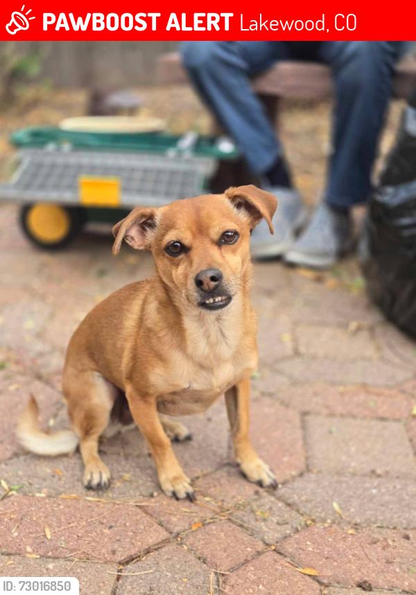 Lost Female Dog last seen Arizona and Welch, Lakewood, CO 80228