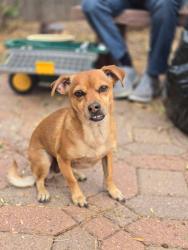Lost Female Dog last seen Arizona and Welch, Lakewood, CO 80228