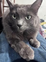 Lost Female Cat last seen “14363 e 22nd Pl, Aurora, CO 80011