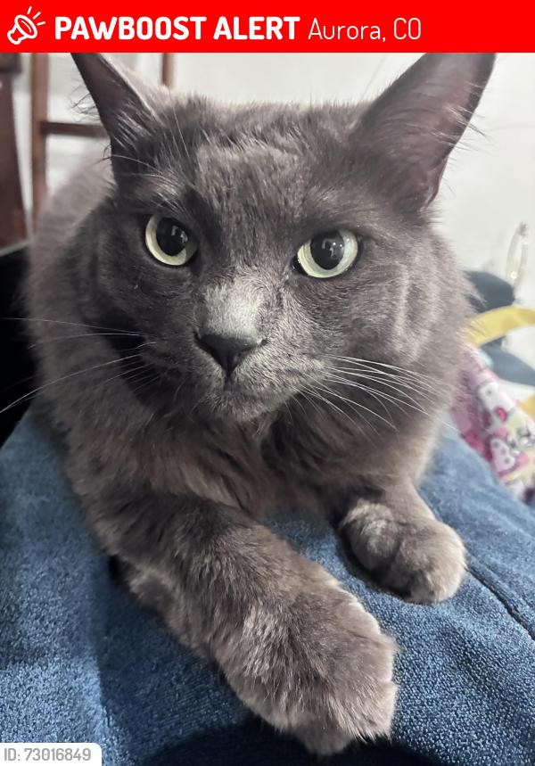Lost Female Cat last seen “14363 e 22nd Pl, Aurora, CO 80011
