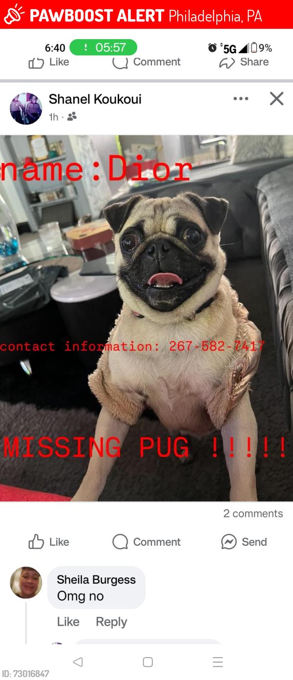 Lost Female Dog last seen Near Street , Philadelphia, PA 19143