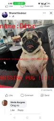 Lost Female Dog last seen Near Street , Philadelphia, PA 19143