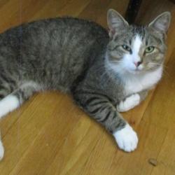 Found/Stray Male Cat last seen Goodman Rd and Kent Rd, West Laurel, MD 20707