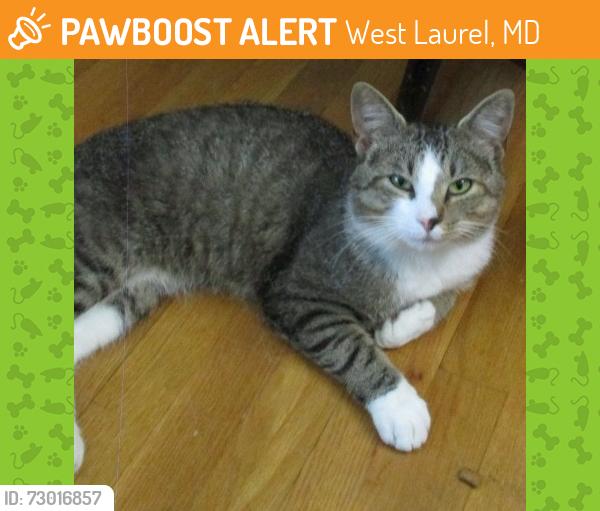 Found/Stray Male Cat last seen Goodman Rd and Kent Rd, West Laurel, MD 20707