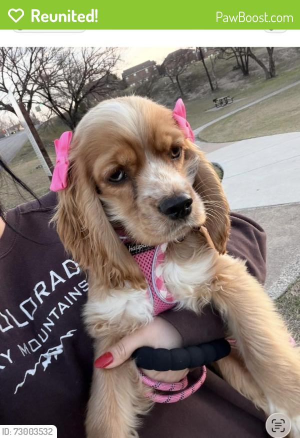 Reunited Female Dog last seen Near Jay St, White Settlement, TX 76108, USA, White Settlement, TX 76108