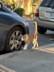 Found/Stray Male Cat last seen Next to Hoover High School baseball field, San Diego, CA 92115