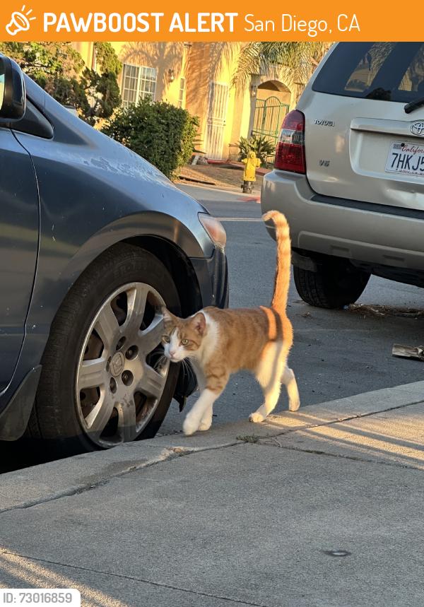 Found/Stray Male Cat last seen Next to Hoover High School baseball field, San Diego, CA 92115