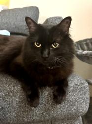 Lost Female Cat last seen S/E Broadway/Gilbert Rd , Mesa, AZ 85204