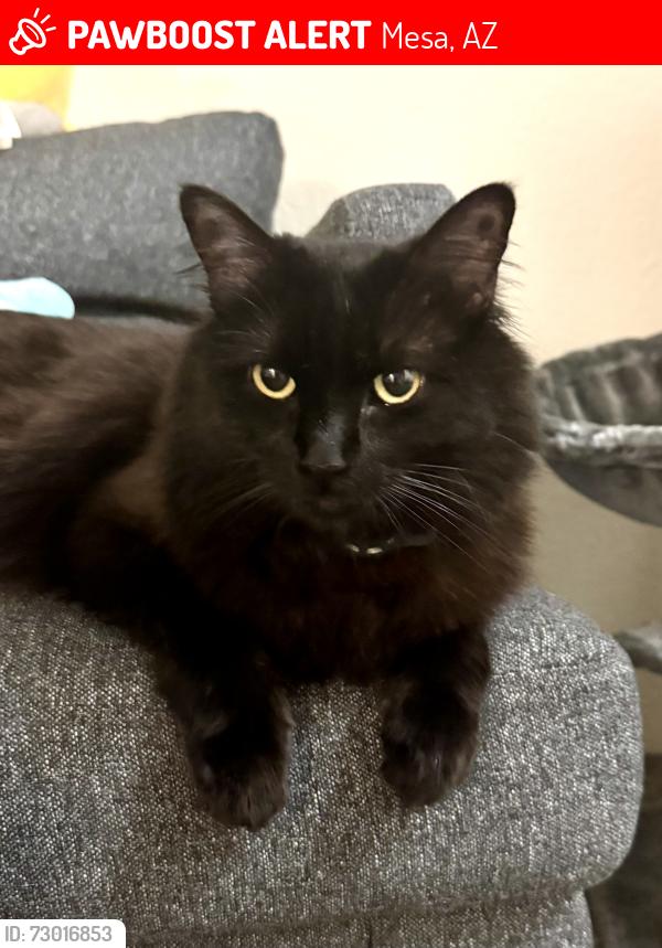 Lost Female Cat last seen S/E Broadway/Gilbert Rd , Mesa, AZ 85204