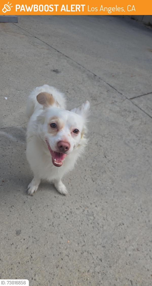 Found/Stray Male Dog last seen Near , Los Angeles, CA 90064