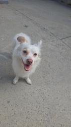 Found/Stray Male Dog last seen Near , Los Angeles, CA 90064