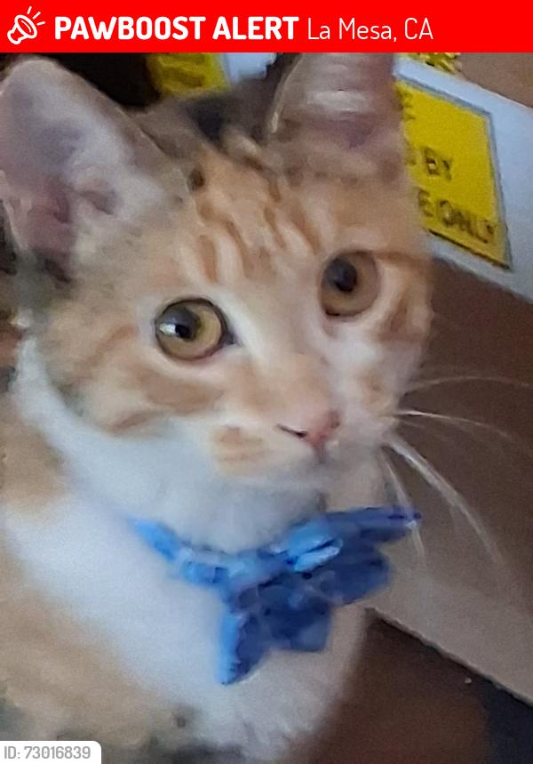 Lost Female Cat last seen La Mesa blvd, La Mesa, CA 91941