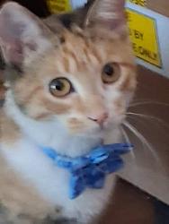 Lost Female Cat last seen La Mesa blvd, La Mesa, CA 91941