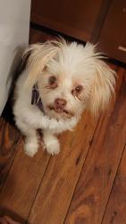 Reunited Male Dog last seen Near Reach Climbing and Fitness , Bridgeport, PA 19405