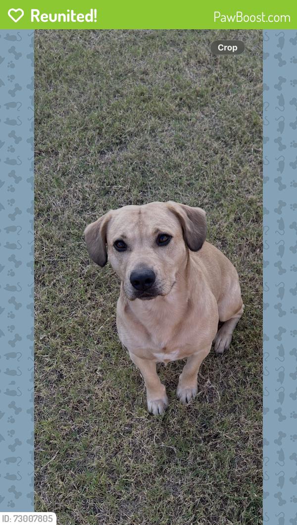 Reunited Male Dog last seen Near Valentine Court in Hunter’s Place Neighborhood, Burleson, TX 76028