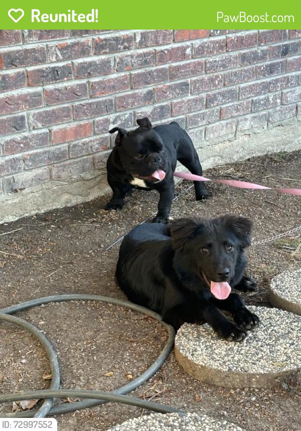 Reunited Male Dog last seen San Sebastian Way, Sacramento, CA 95823, USA, Sacramento, CA 95823