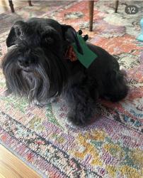 Lost Male Dog last seen Ingraham highway , Miami, FL 33133