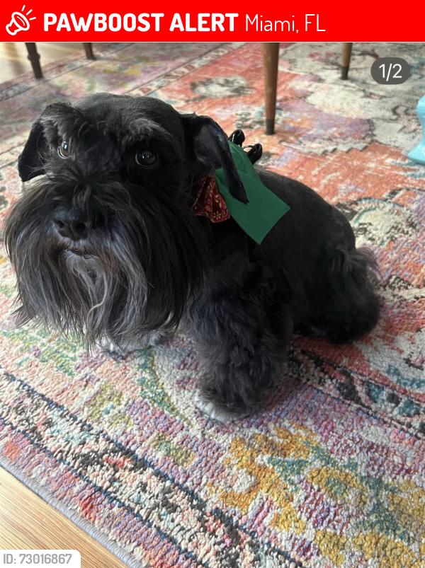 Lost Male Dog last seen Ingraham highway , Miami, FL 33133
