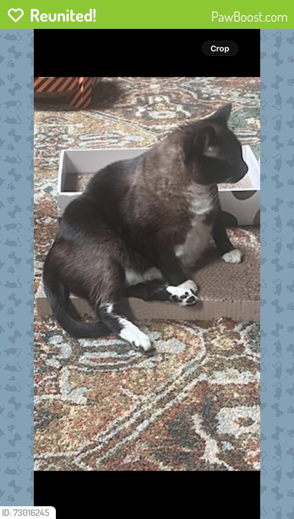 Reunited Female Cat last seen Park Timbers Drive, New Orleans, LA 70131