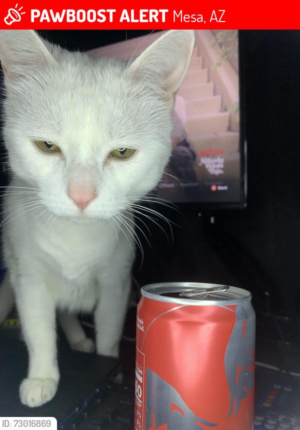 Lost Female Cat last seen East Caballero St, Mesa, Az, Mesa, AZ 85213