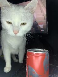 Lost Female Cat last seen East Caballero St, Mesa, Az, Mesa, AZ 85213