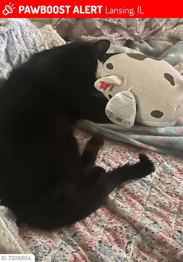 Lost Male Cat last seen Lan-Oak Park 17802 Oakley Ave Lansing IL 60438, Lansing, IL 60438