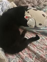 Lost Male Cat last seen Lan-Oak Park 17802 Oakley Ave Lansing IL 60438, Lansing, IL 60438