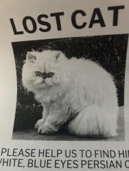 Lost Unknown Cat last seen Rancho Del Mar Cara Way , Temecula, CA 92590
