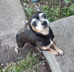 Lost Male Dog last seen Polly Judd Park, Spokane, WA 99203