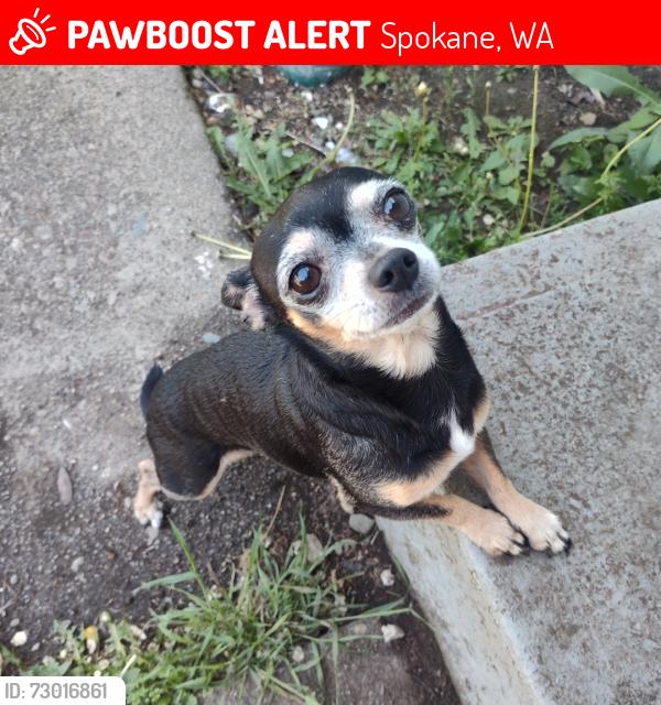 Lost Male Dog last seen Polly Judd Park, Spokane, WA 99203