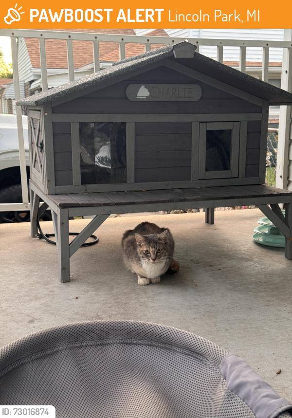 Found/Stray Female Cat last seen Fort street and Moran , Lincoln Park, MI 48146