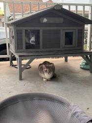 Found/Stray Female Cat last seen Fort street and Moran , Lincoln Park, MI 48146