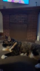 Found/Stray Female Cat last seen South Forrest Ave , Ann Arbor, MI 48104