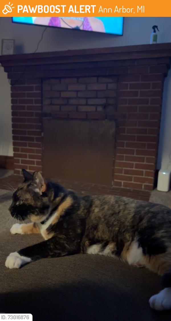 Found/Stray Female Cat last seen South Forrest Ave , Ann Arbor, MI 48104
