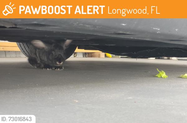 Found/Stray Unknown Rabbit last seen Seminole Ave (candy land area), Longwood, FL 32750