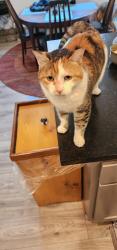 Lost Female Cat last seen Westmoreland, Bozeman, MT 59718