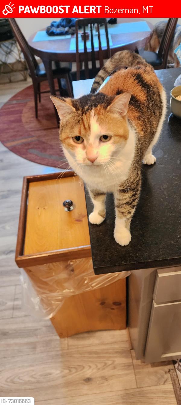 Lost Female Cat last seen Westmoreland, Bozeman, MT 59718