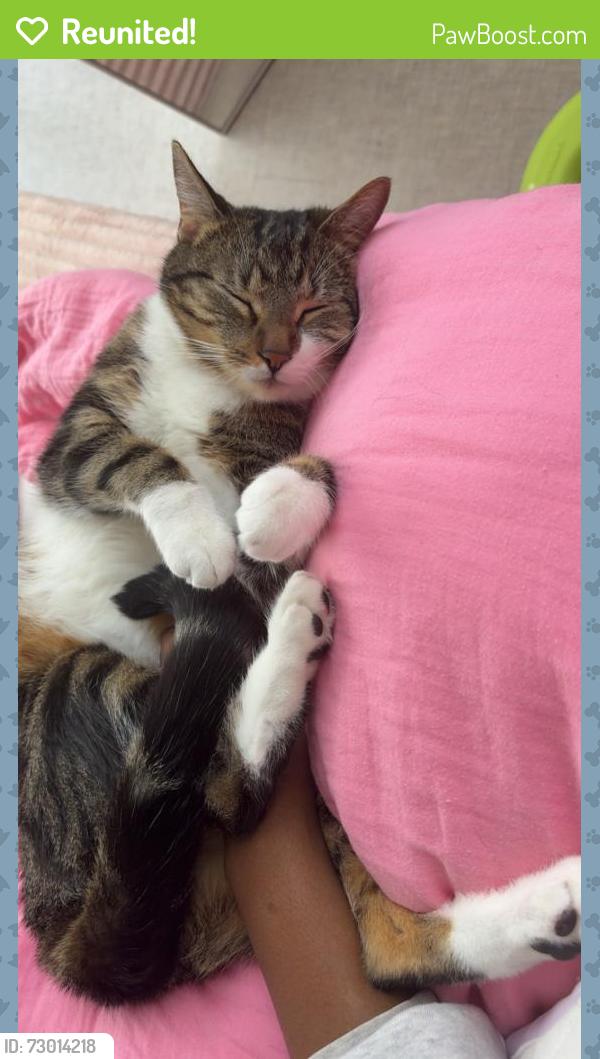 Reunited Male Cat last seen Lochaven Dr, Newport News, VA 23602