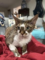 Lost Male Cat last seen Reche Vista/canyon ranch road , Moreno Valley, CA 92557