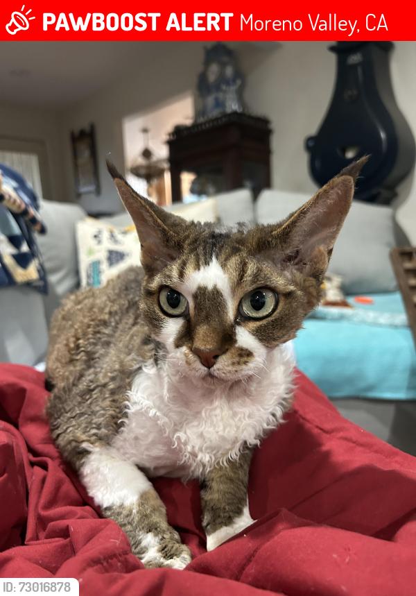 Lost Male Cat last seen Reche Vista/canyon ranch road , Moreno Valley, CA 92557