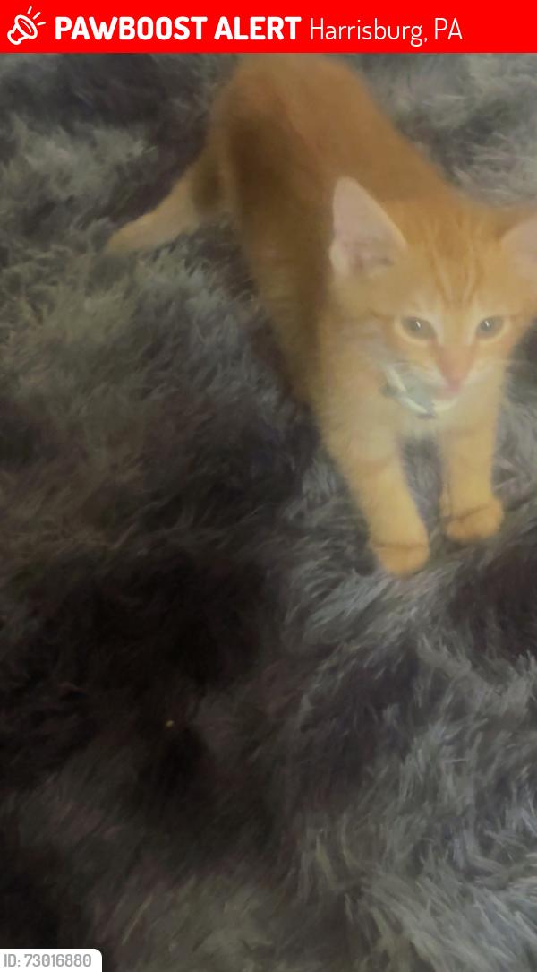 Lost Male Cat last seen Reel and wiconisco, Harrisburg, PA 17110
